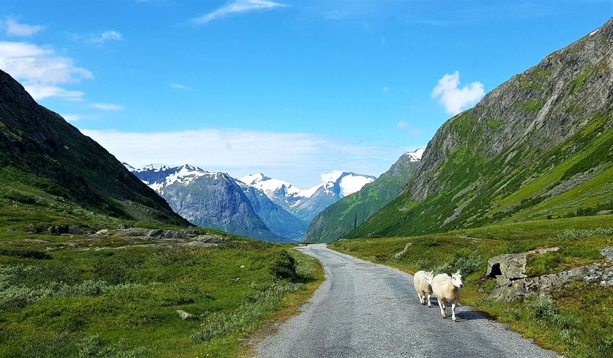 Old mountain Road Stryn with Sheep Road Trip
