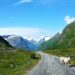 Old mountain Road Stryn with Sheep Road Trip
