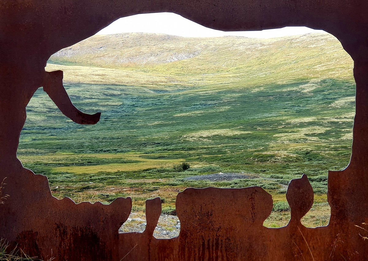 Easy Hike Dovrefjell Snøhette Viewpoint