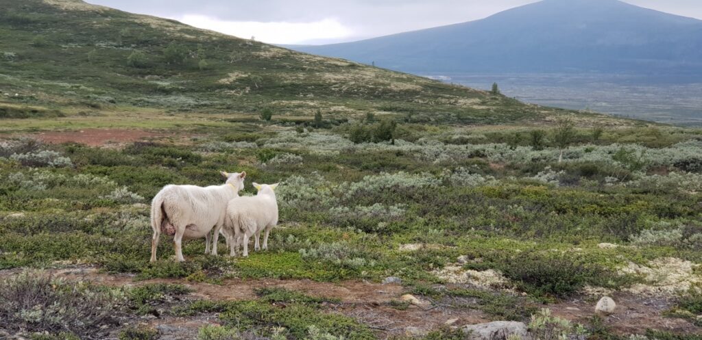 Sheep along the trail to Snøhetta Viewpoint, adding charm to this Easy Hike Dovrefjell