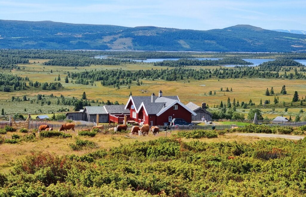 Cows graze in the mountains – a living reminder of Norway’s summer farming traditions.